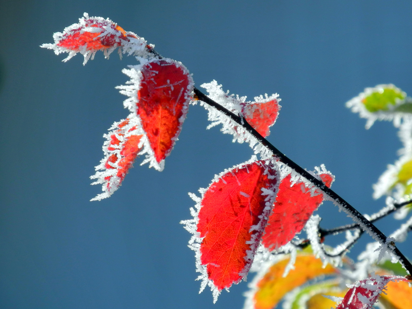 Heute Nacht War S Kalt Und Dann Kam Die Sonne Raus Foto Bild Pflanzen Pilze Flechten Straucher Kreative Kalte Bilder Auf Fotocommunity