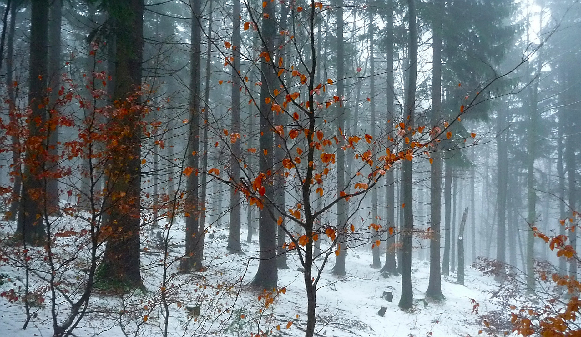 Heute Nebel statt Sonne