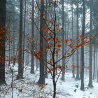 Heute Nebel statt Sonne