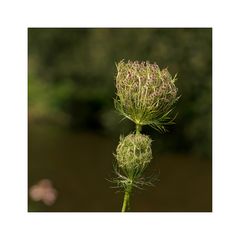 Heute, nur ein Blümchen........ 