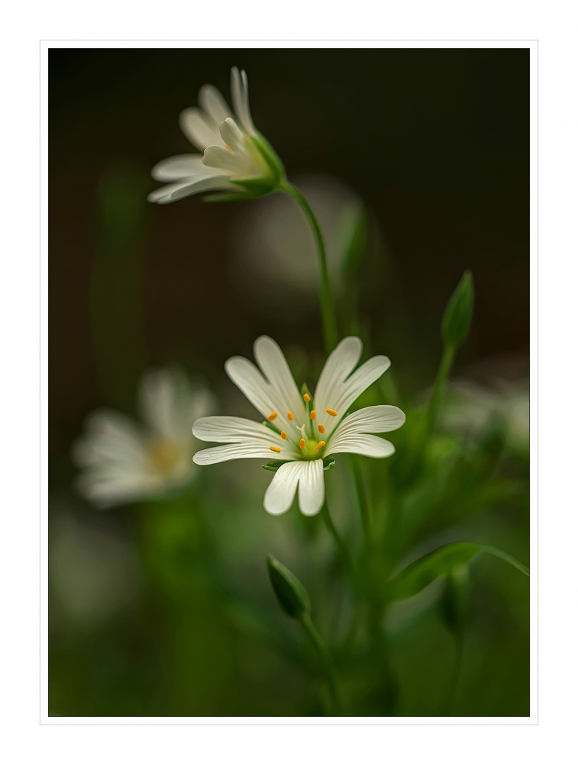 Heute, nur ein Blümchen........ 