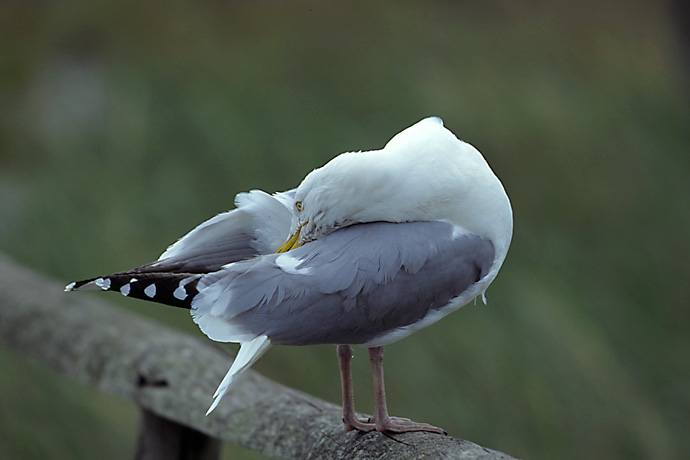 Heute nur eine Möwe