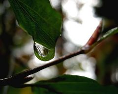 Heute nur Regenfotos!!