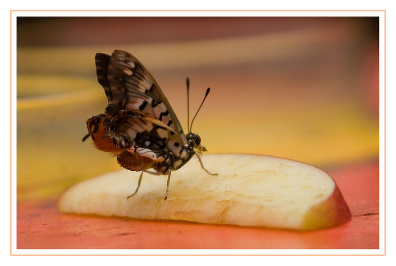 heute Obsttag für Schmetterlinge