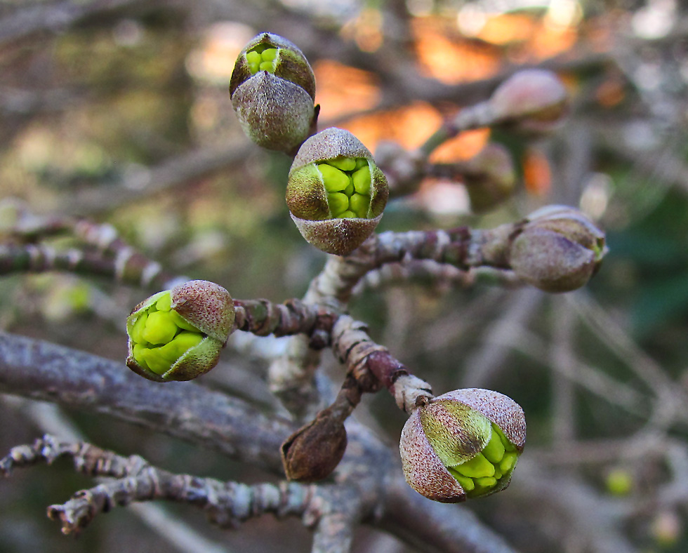 Heute öffnete sich die Knospen