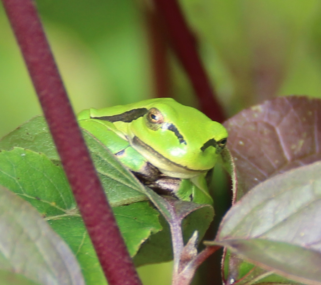 Heute quasselte es wieder in der Hecke 