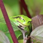 Heute quasselte es wieder in der Hecke 