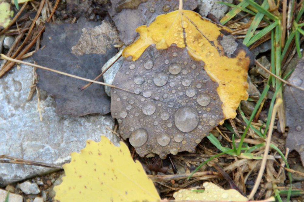 Heute regnet es Foto & Bild | wasser, eis, schnee, regen ...