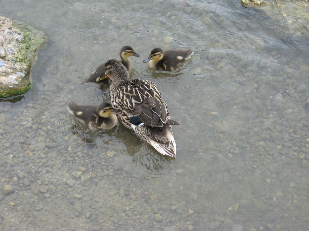 Heute sah ich auch diese Enten-Mutter mit ihren 3 Jungen