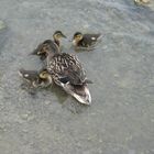 Heute sah ich auch diese Enten-Mutter mit ihren 3 Jungen