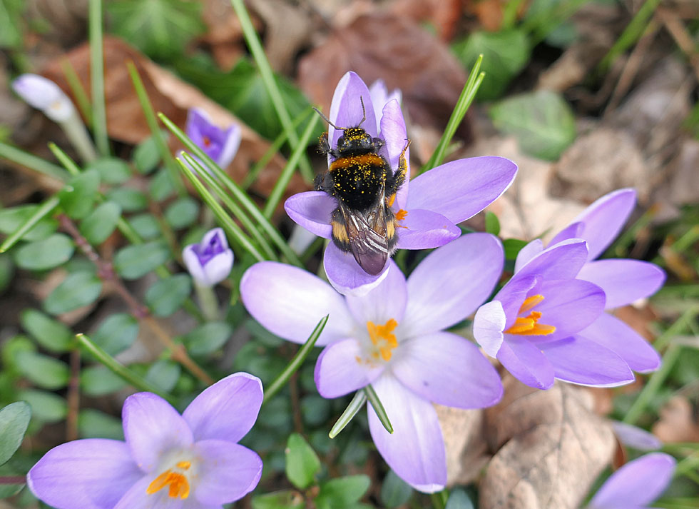 Heute sah ich die 2. Hummel...