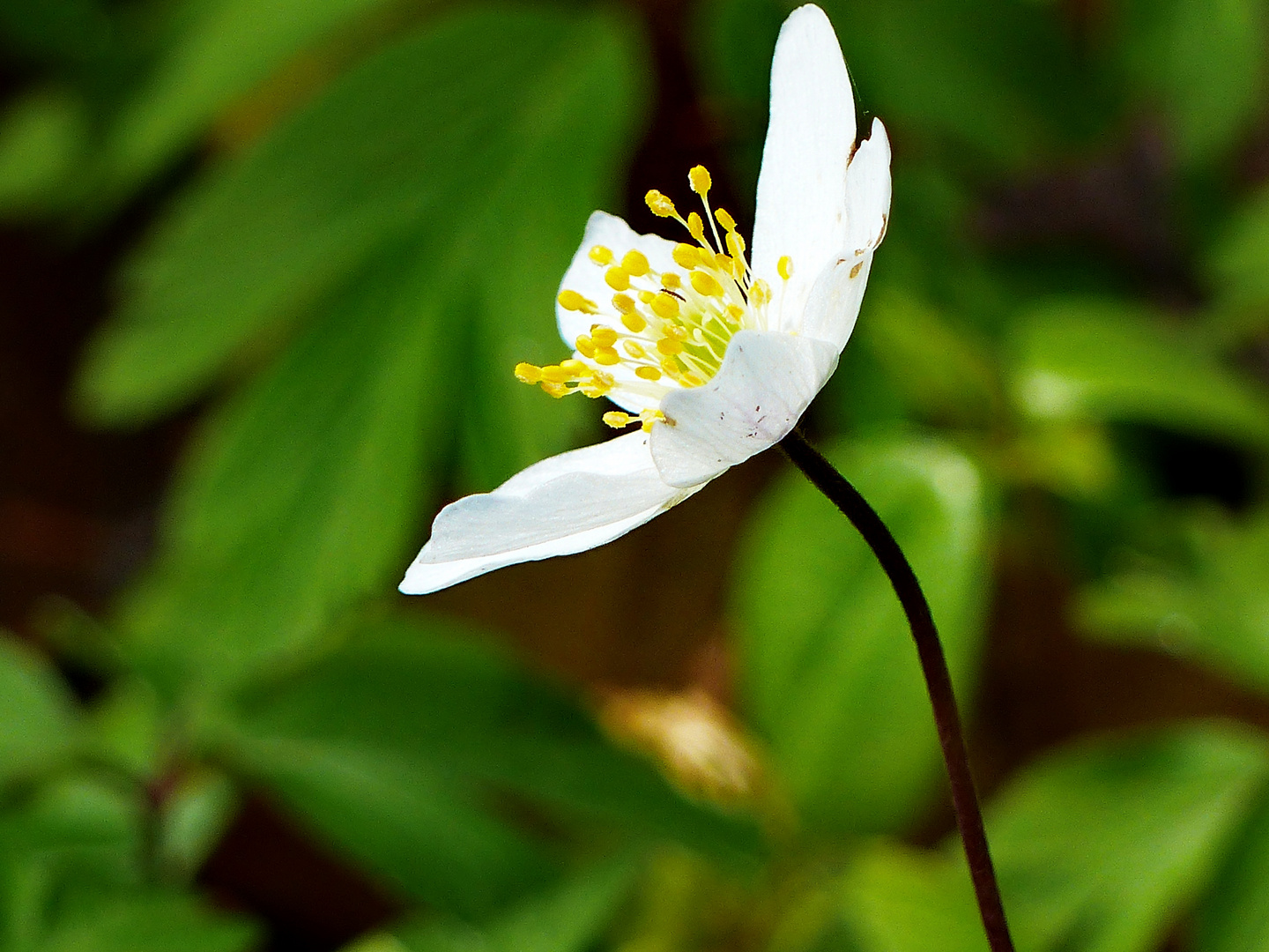 Heute  sah ich eine kleine Stelle im Wald mit den Anemonen Waldanemone