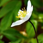 Heute  sah ich eine kleine Stelle im Wald mit den Anemonen Waldanemone