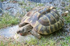 Heute schmeckt Schildi das Kalk-/Mineraliengemisch am besten.