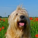 ..."heute schon etwas  Mohn geschnüffelt?"...   :o)