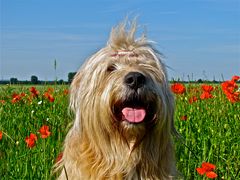 ..."heute schon etwas  Mohn geschnüffelt?"...   :o)