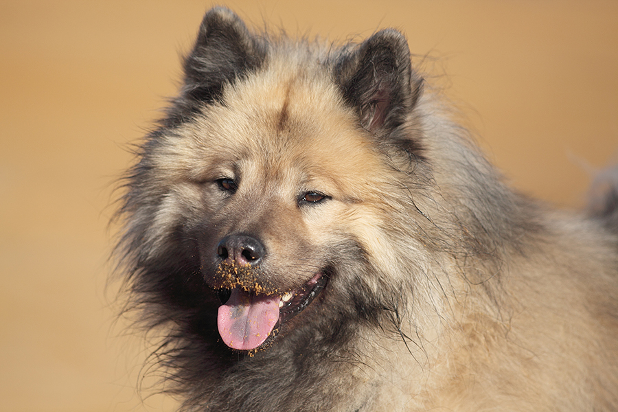 Heute schon gelächelt? Foto & Bild tiere, haustiere, hunde Bilder auf