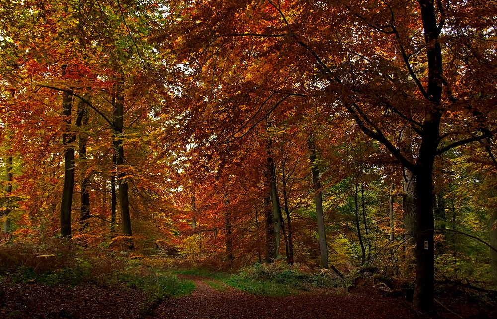 Heute schon im Wald gewesen? ...