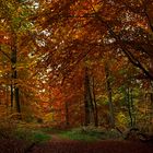 Heute schon im Wald gewesen? ...