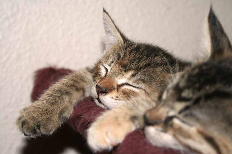 Heute sind alle Kitten geschafft!