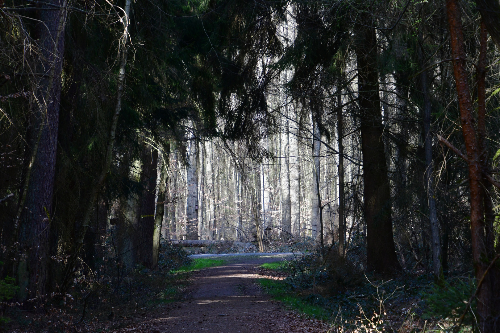 Heute sollte man den Durchblick im Wald ..........