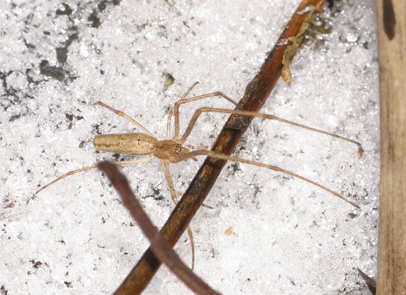 Heute Spinne im Schnee