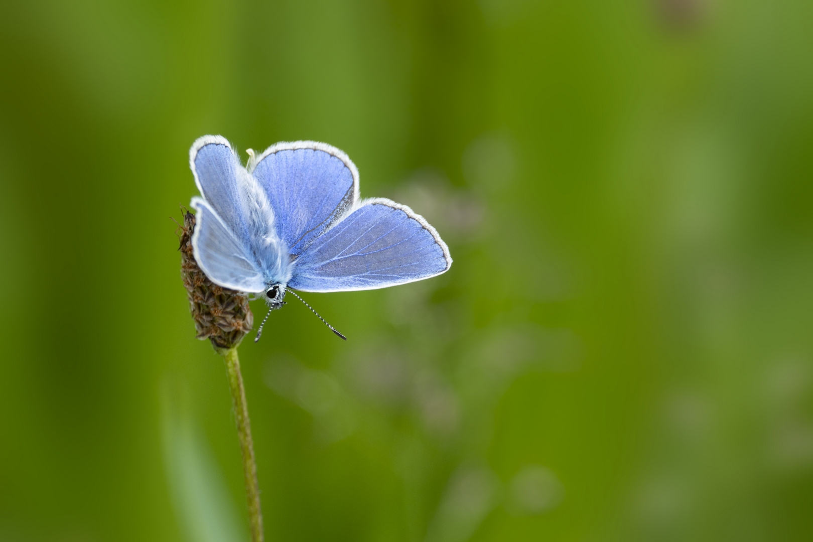 heute stehe ich auf Blau