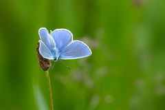 heute stehe ich auf Blau