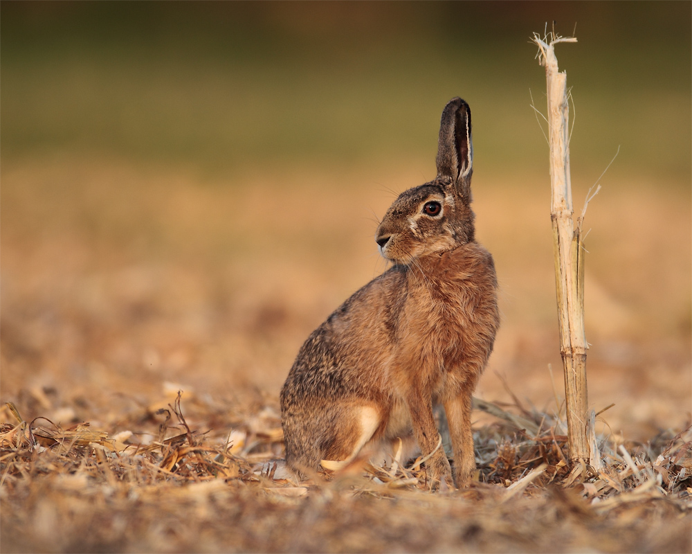 heute tanzen die Bunnies an der Stange...