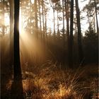 Heute tanzte das Licht