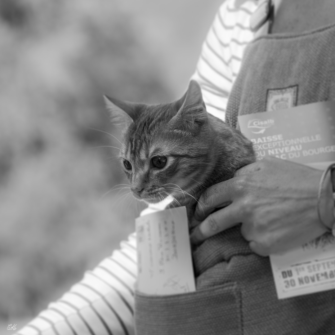 ... heute trägt man Katze in Bauchtrage ...