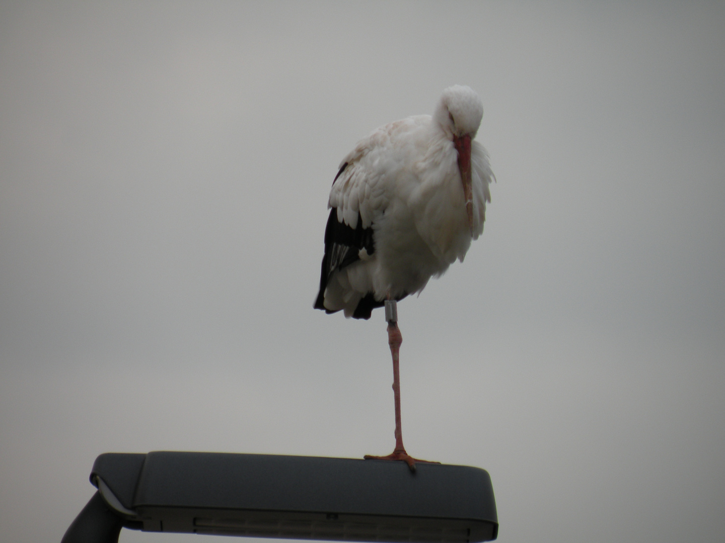 Heute um 17:00 hat ein Storch auf einer Laterne in einer benachbarten Straße Platz genommen.