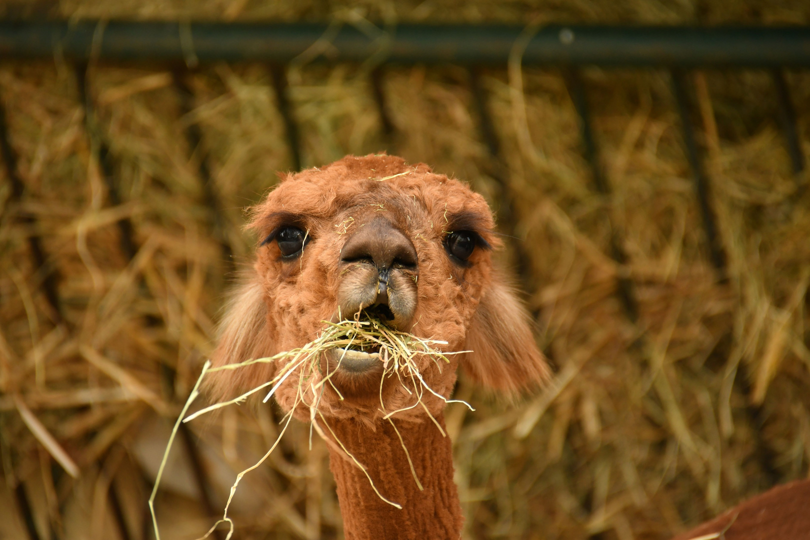 Heute Veggieday