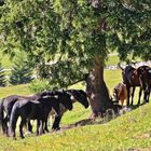 Heute.... Versammlung unter dem Baum und alle sind pünktlich