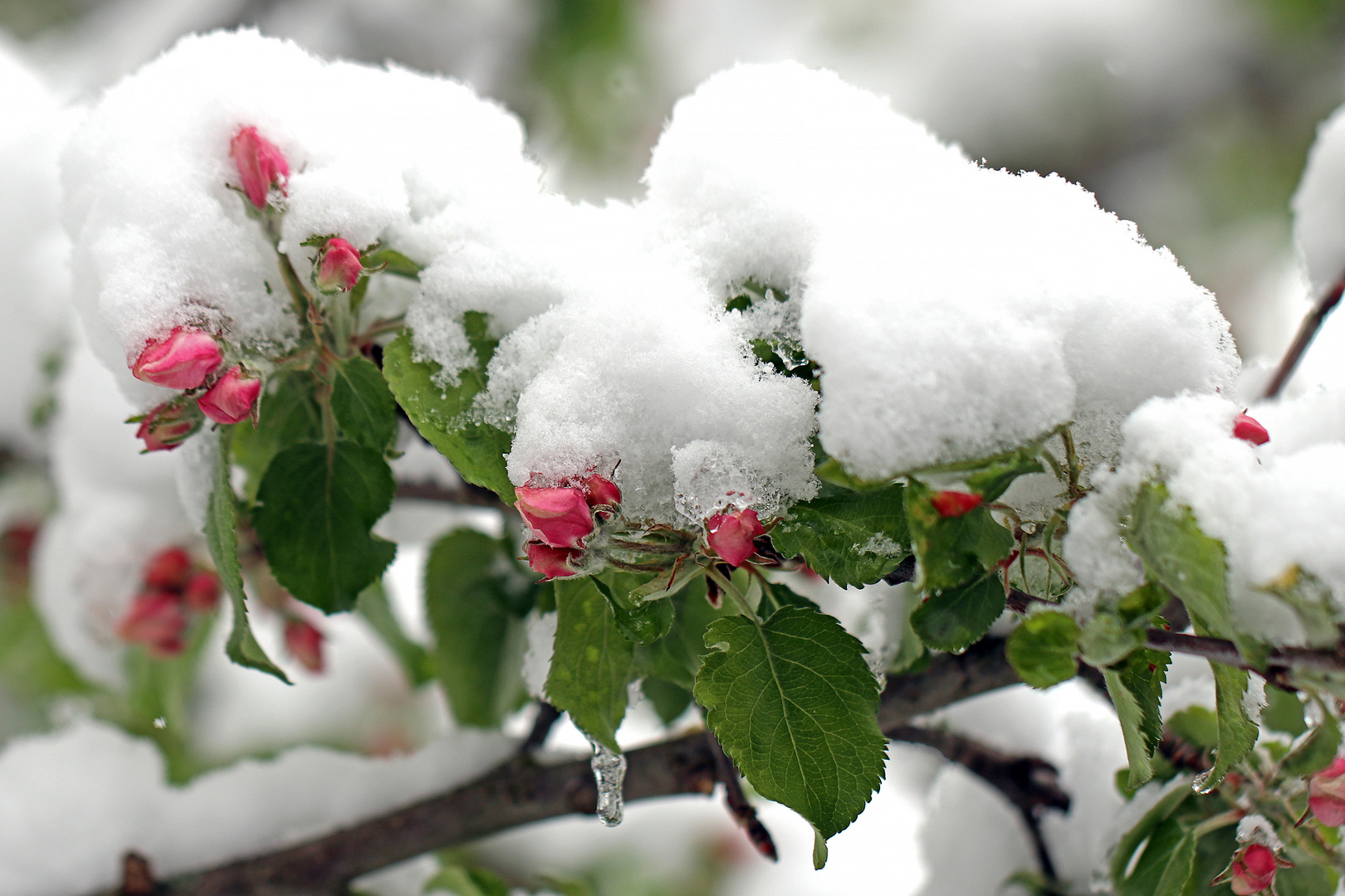 Heute versank alles unter Schnee