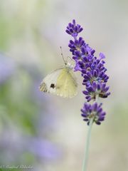 Heute viele Insekten im Garten ...