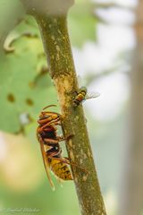 Heute viele Insekten im Garten ...