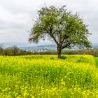 heute, viele, viele