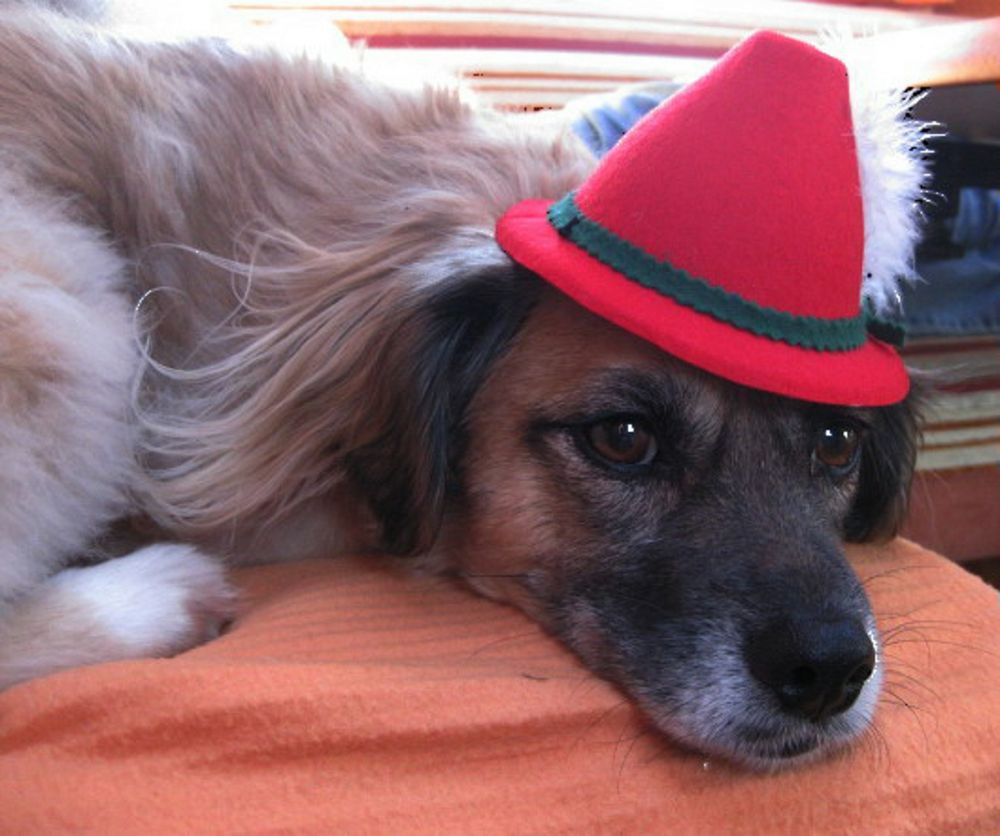 Heute vor 5 Jahren... Foto & Bild | tiere, haustiere, hunde Bilder auf