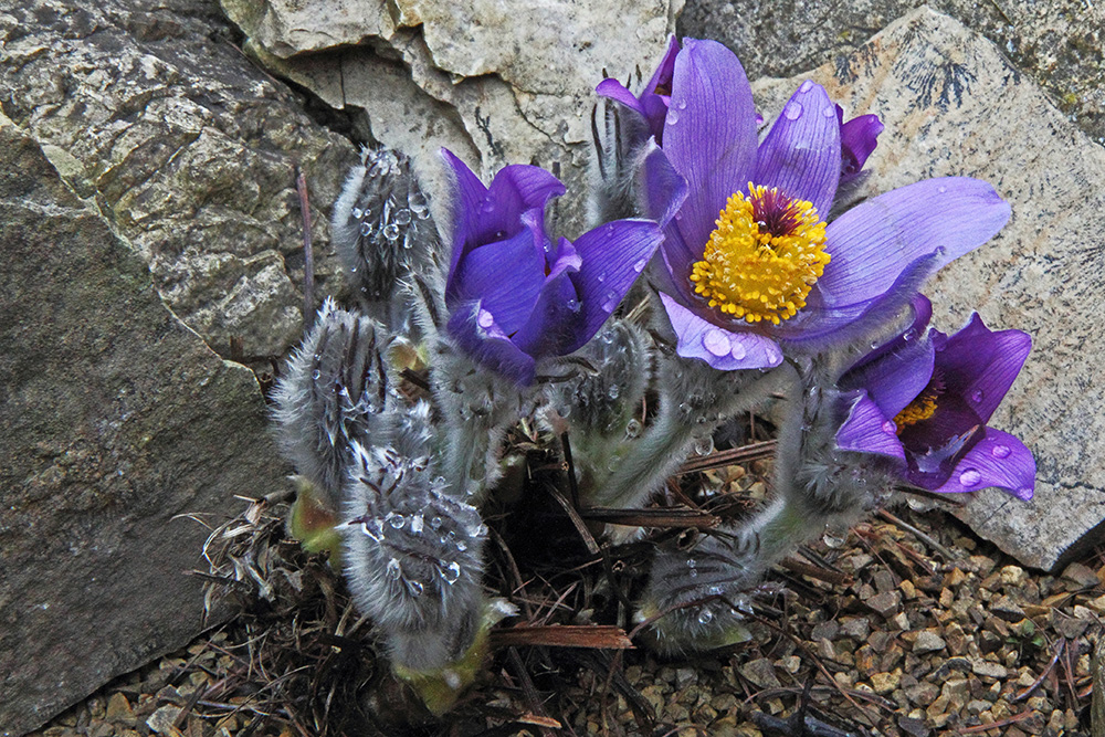 Heute vor einem Jahr ist diese Pulsatilla halleri ssp styriaca am 18.03. 2015 ...