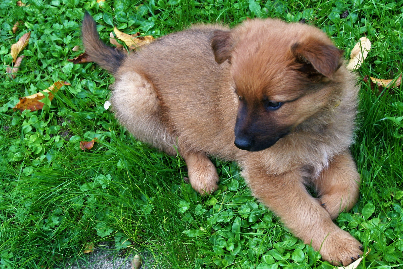 Heute vor vier Jahren Foto & Bild | tiere, haustiere, hunde Bilder auf