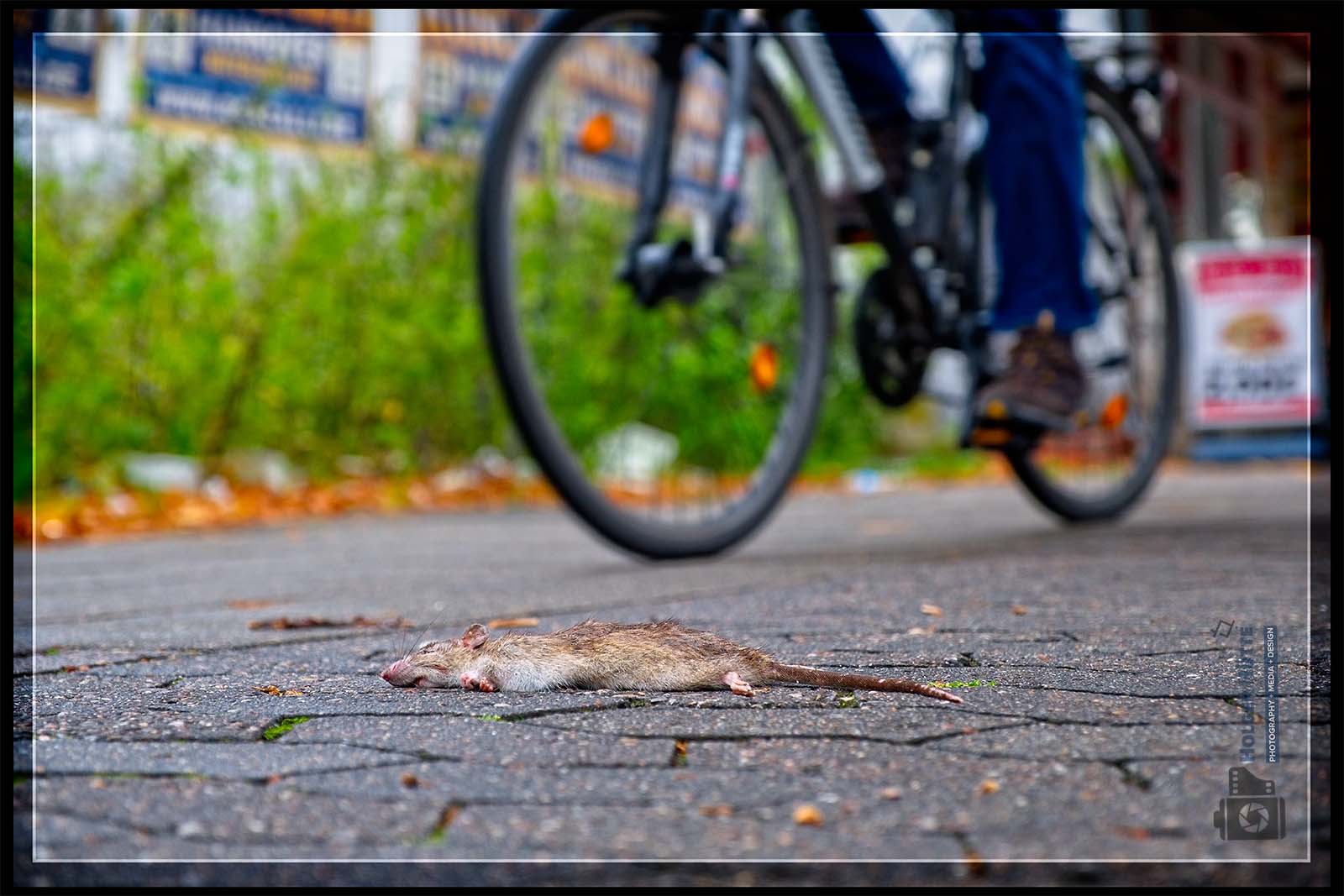 Heute vormittag auf dem "RattWeg"