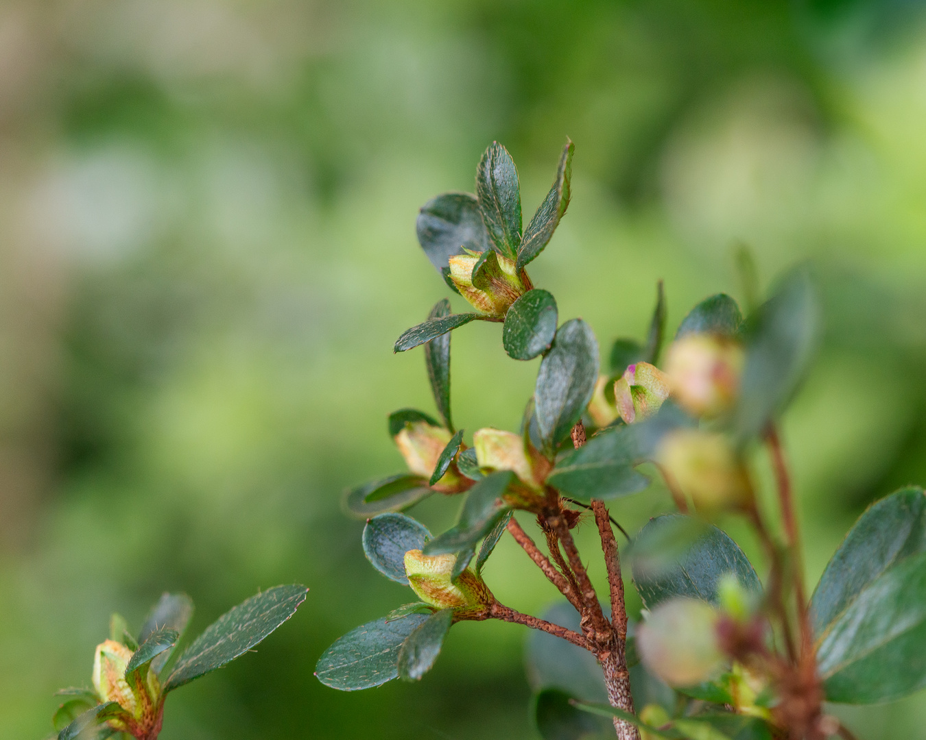 Heute vormittags im Garten fotografiert. 