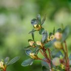 Heute vormittags im Garten fotografiert. 