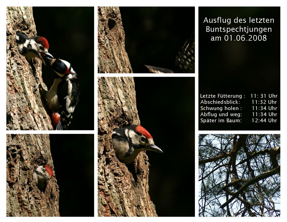 Heute war alles vorbei.... Ausflug der jungen Buntspechte