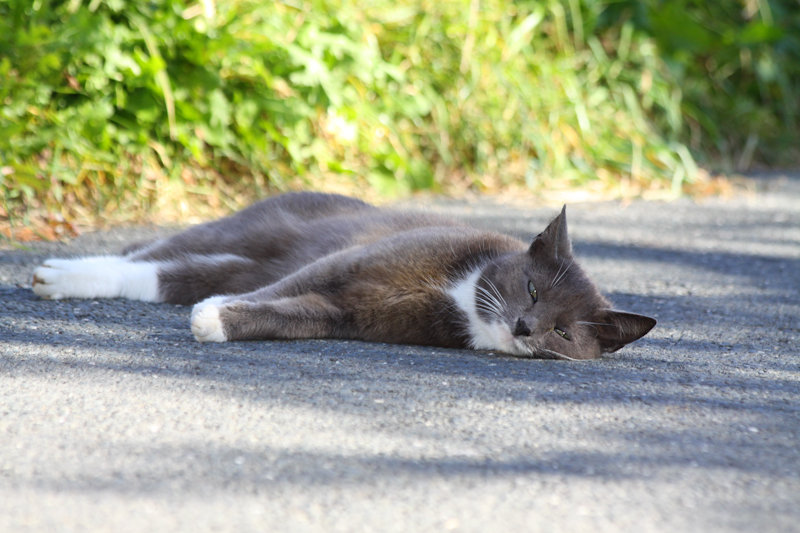 Heute war ein Tag zum faulenzen..