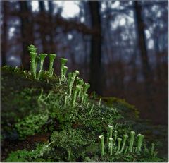 Heute war es sehr still im Wald ...