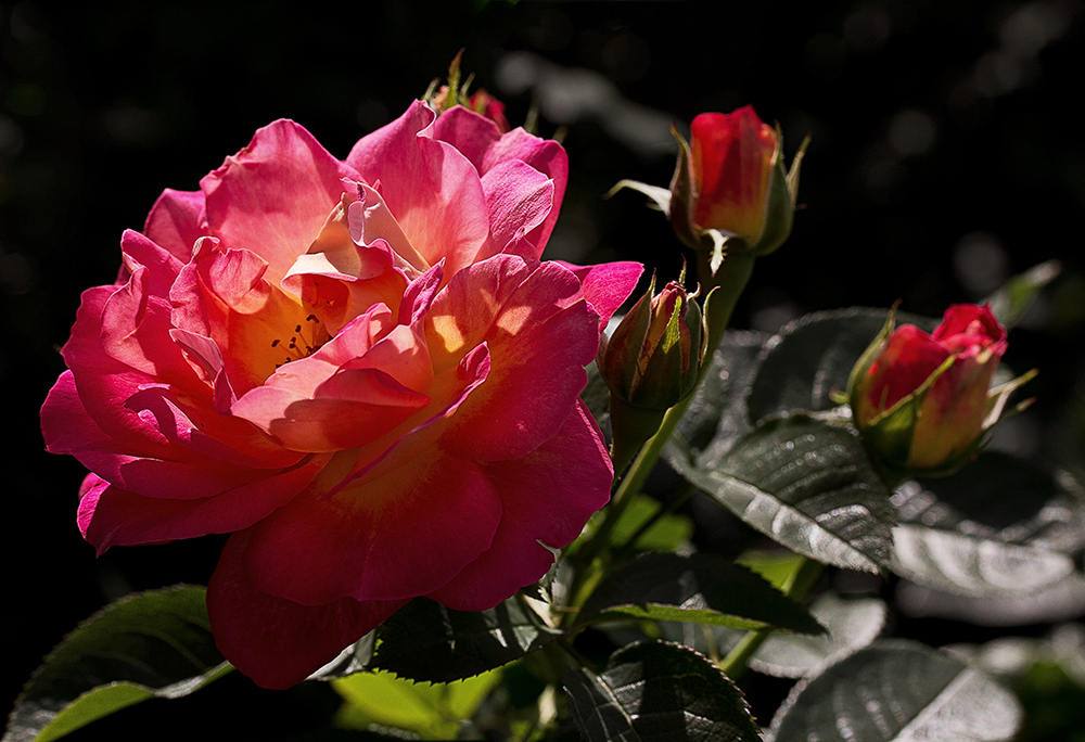 Heute war herrliches Rosenwetter....