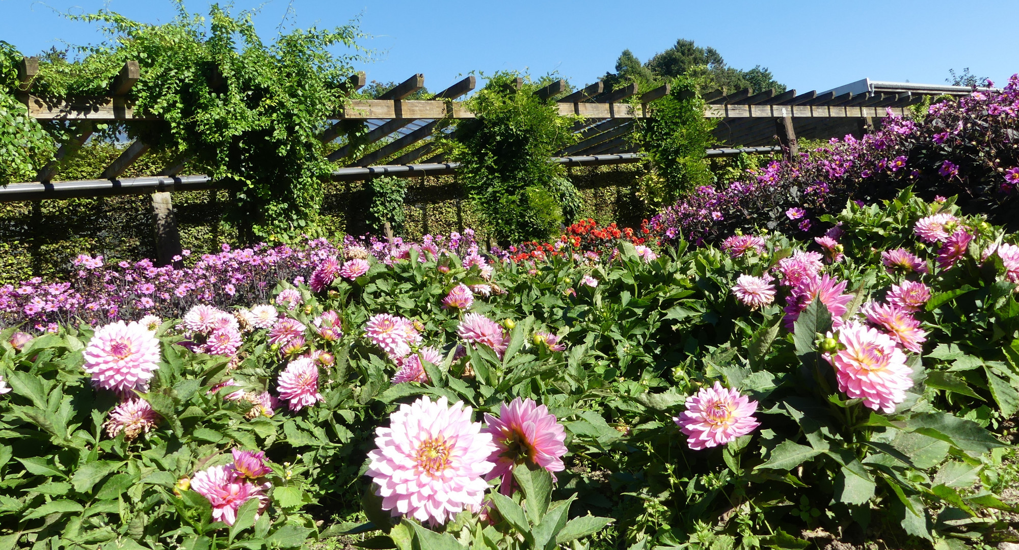 Heute war ich nochmal im Botanischen Garten von Solingen ...