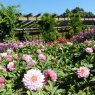 Heute war ich nochmal im Botanischen Garten von Solingen ...